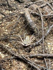 Paraphrynus raptator