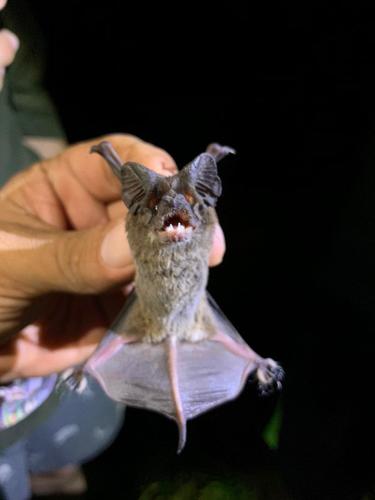 Broad-eared Bat