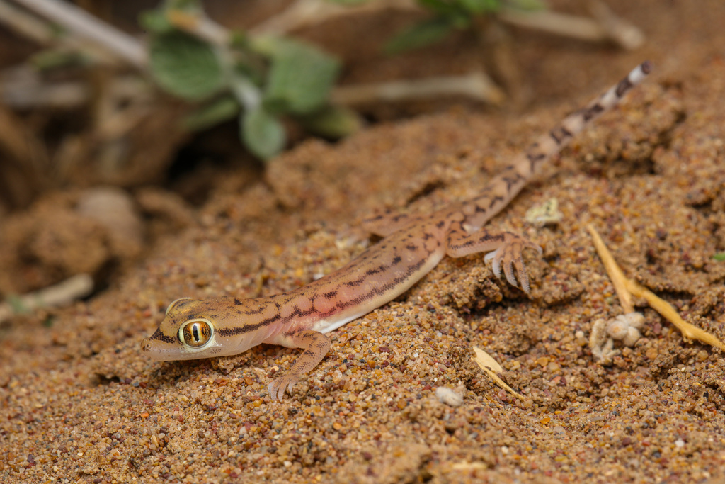 Persian Triangle-Scaled Gecko