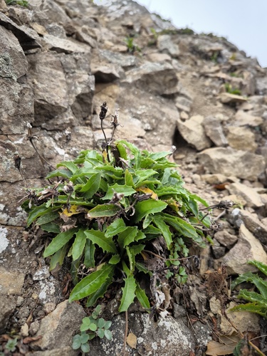 Crepis hokkaidoensis iNat (3)