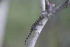 Cyrtodactylus malayanus