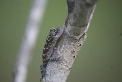 Cyrtodactylus malayanus