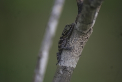 Cyrtodactylus malayanus