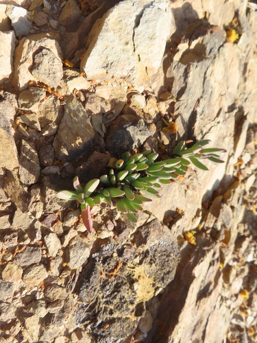 Acrodon parvifolius (Acrodon parvifolius)