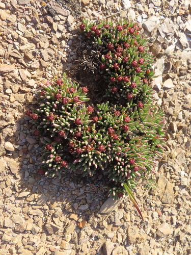 Acrodon parvifolius (Acrodon parvifolius)
