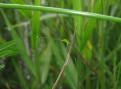 Ischnura capreolus