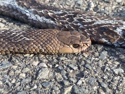 Eastern Brown Snake sighting