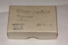 Psilocybe subcaerulipes