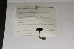 Psilocybe subcaerulipes