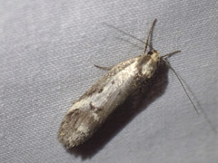 Philobota acropola