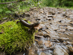 Chiala Mountain Salamander photo 1
