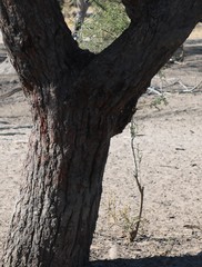 Vachellia luederitzii luederitzii