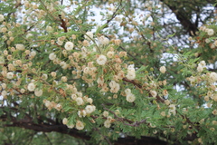 Vachellia luederitzii luederitzii