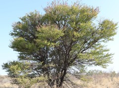 Vachellia luederitzii luederitzii