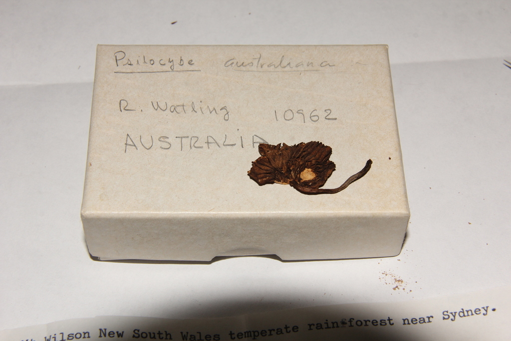 Psilocybe australiana