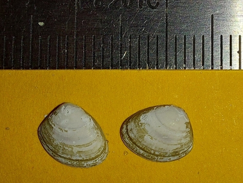 Nucula nitidosa