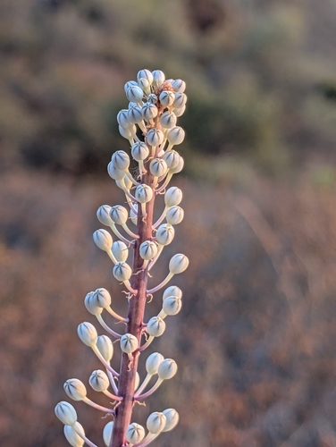 Drimia aphylla