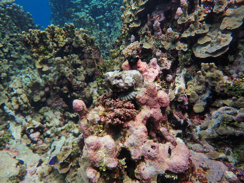 Scorpionfish