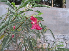 Sesbania grandiflora