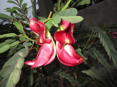 Sesbania grandiflora