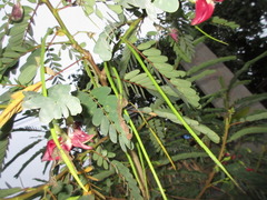 Sesbania grandiflora
