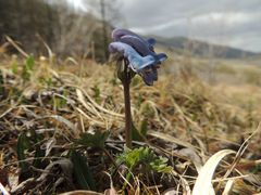 Corydalis pauciflora