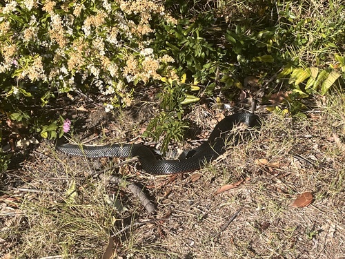 Red-bellied Black Snake sighting