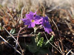 Primula farinosa