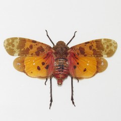 Penthicodes caja caja