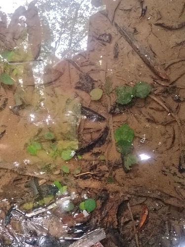 Barclaya panchorensis (Barclaya panchorensis)