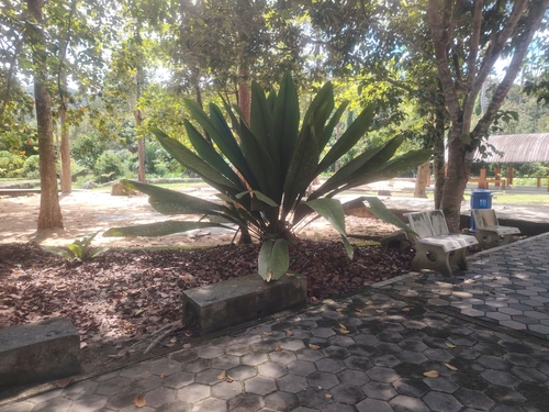 Slender Joey Palm (Johannesteijsmannia lanceolata)