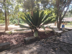 Johannesteijsmannia lanceolata