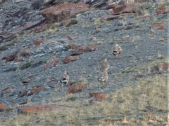 Tetraogallus altaicus