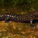 Japanese Rift Salamander - Photo (c) 
Hisanori Okamiya, Hirotaka Sugawara, Masahiro Nagano, Nikolay A. Poyarkov, some rights reserved (CC BY-SA)
