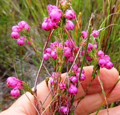 Erica melanacme