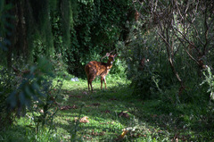Tragelaphus sylvaticus meneliki