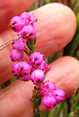 Erica melanacme