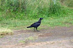 Corvus crassirostris