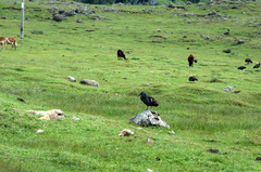 Bostrychia carunculata