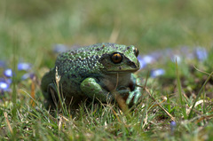 Badditu Forest Treefrog photo 3