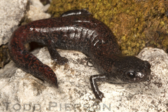 Finca Chiblac Salamander photo 5