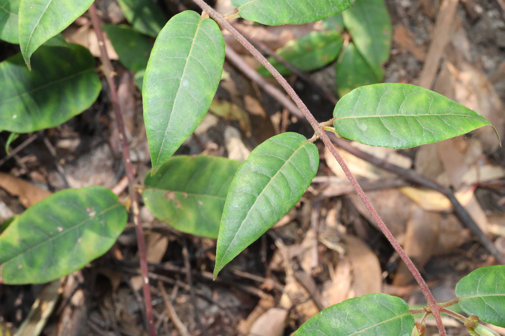 Bitter Vine (Trimenia moorei)