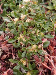 Alternanthera paronychioides