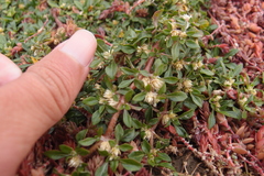 Alternanthera paronychioides