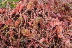 Portulaca quadrifida