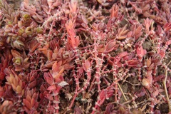 Portulaca quadrifida