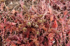 Portulaca quadrifida