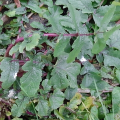 Raphanus raphanistrum