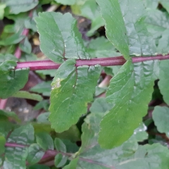 Raphanus raphanistrum