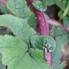 Raphanus raphanistrum
